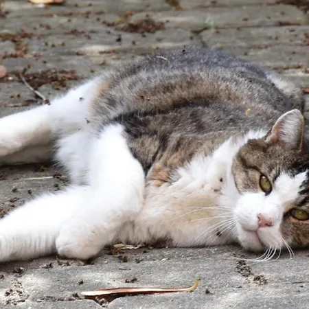 Ferienhaus Bi Frie Und Bi Rosa Bohl